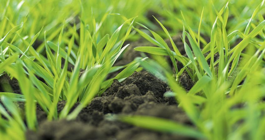 odmiany pszenicy na słabe gleby
